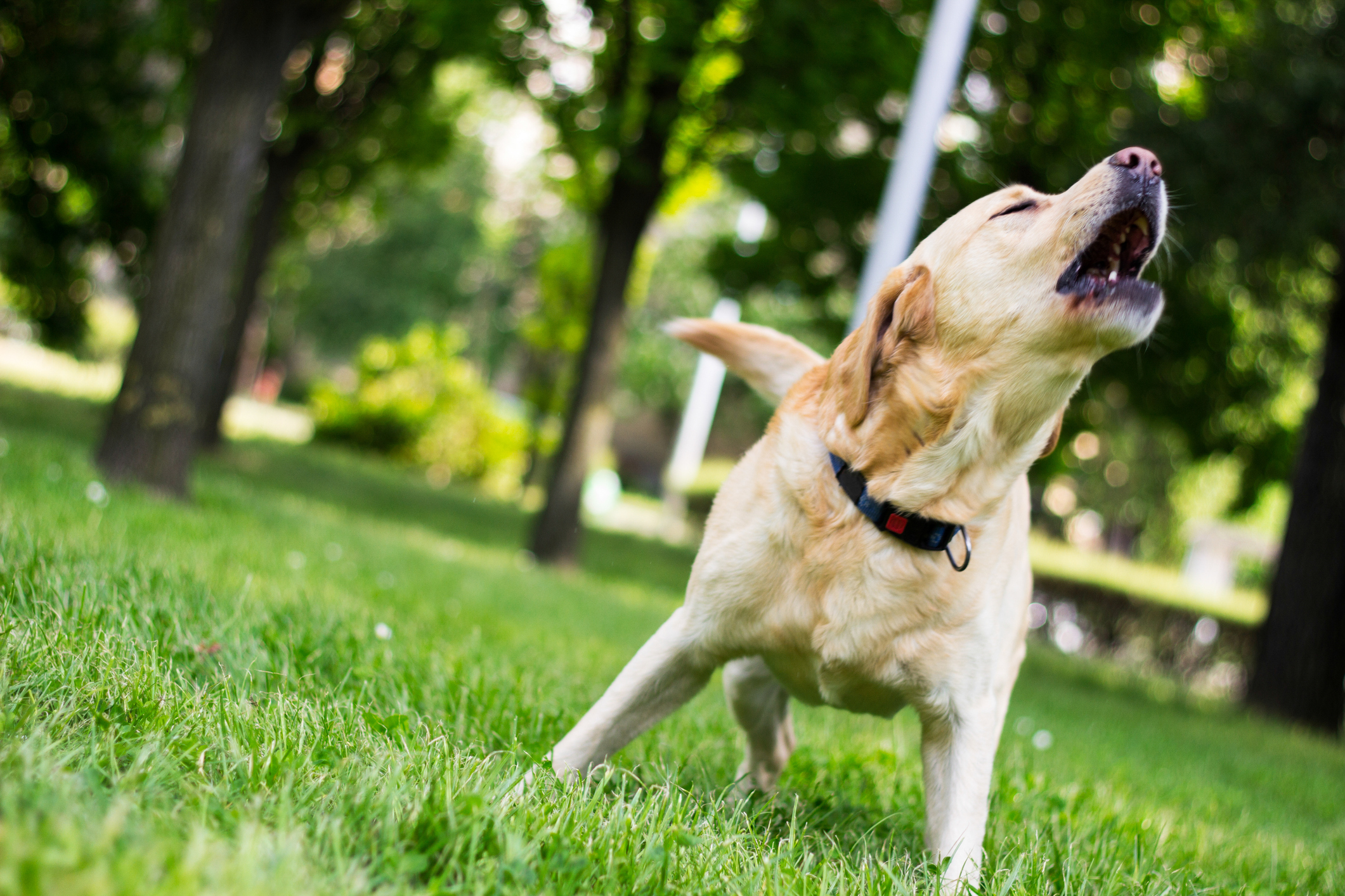Beige labrador dog barking outdoors.
